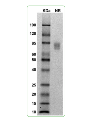 MW: Molecular Weight marker reduced condition
NR: CTLA-4 dimer under non-reduced condition